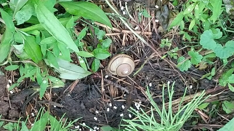 庭のカタツムリ(周囲にナメトールをまいてみた)