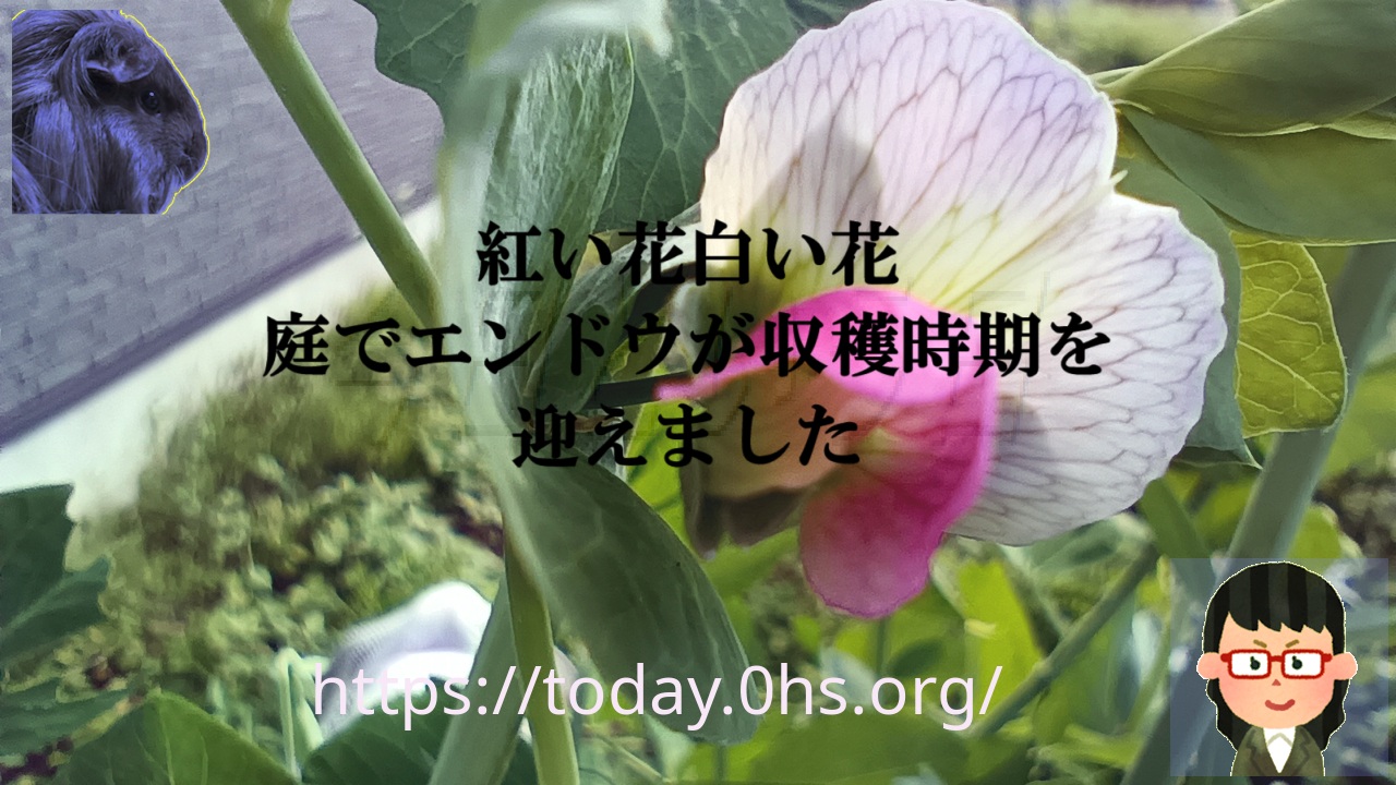 紅い花白い花・庭でエンドウが収穫時期を迎えました
