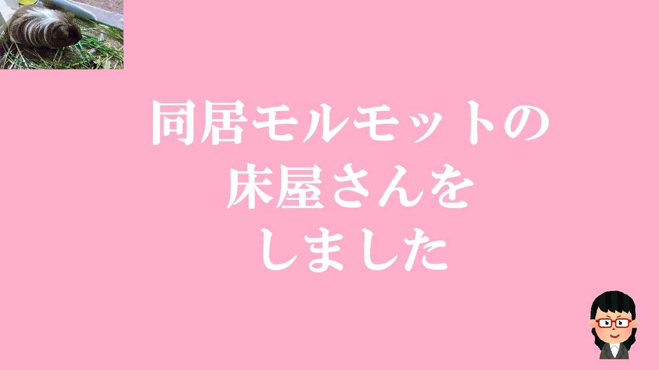 同居モルモットの床屋さんをしました