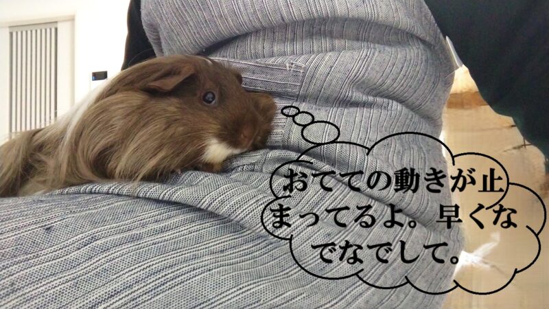 なでなでを要求する同居モルモット