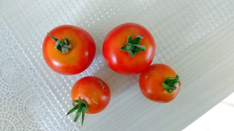 中玉トマト「フルティカ」とミニトマト