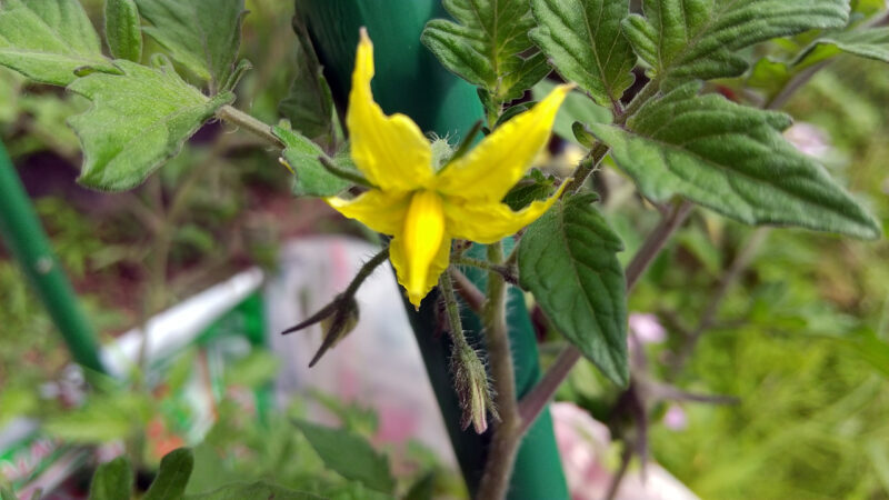 トマトの花