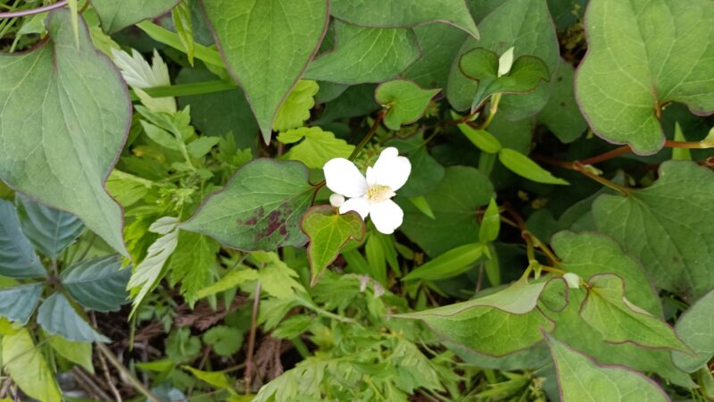 ドクダミの花