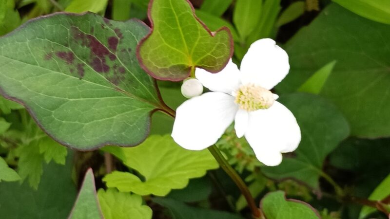 ドクダミの花