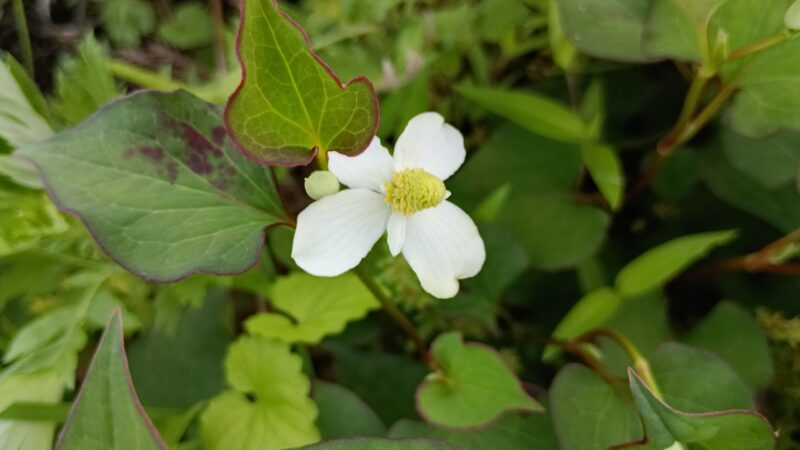ドクダミの花