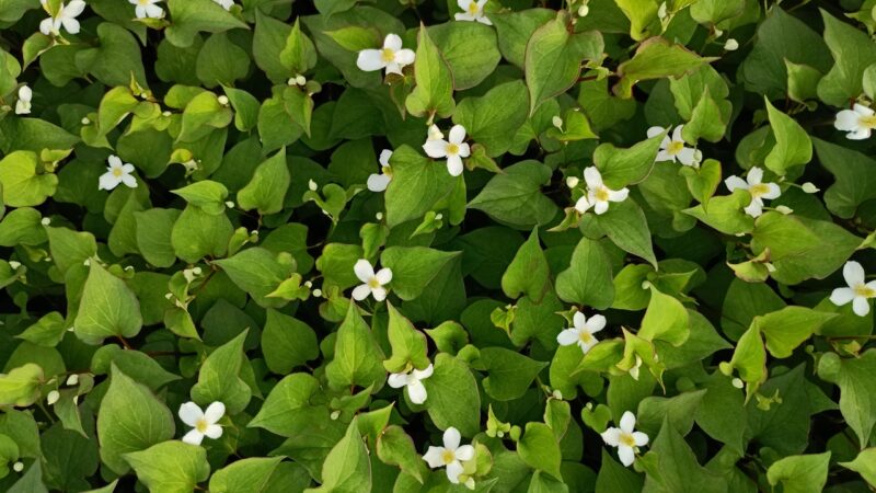 ドクダミの花