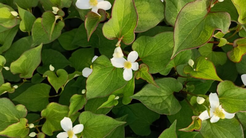 ドクダミの花