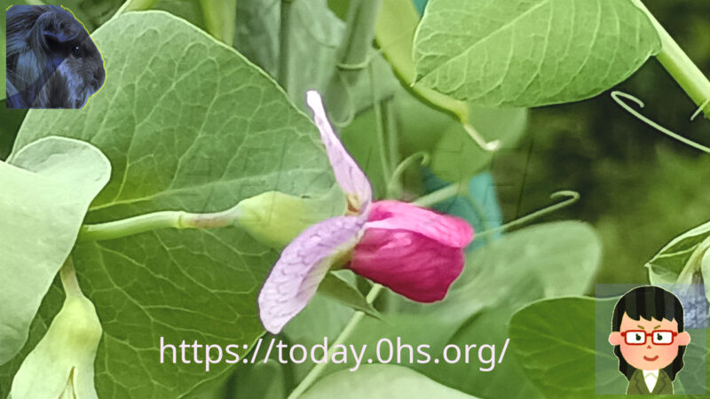 エンドウの花・赤