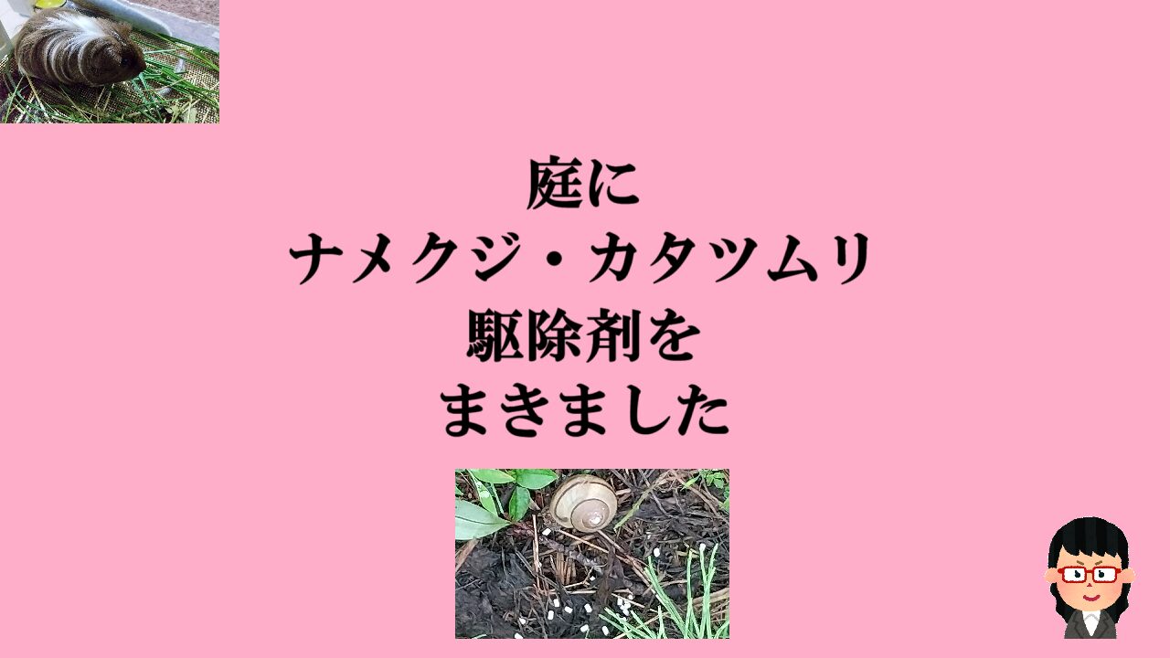 庭にナメクジ・カタツムリ駆除剤をまきました