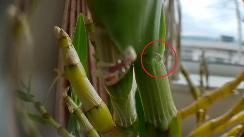 ノビル系デンドロビウムのバブルに水滴みたいなのがついてる