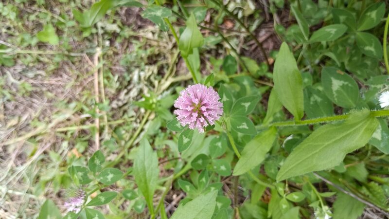 アカツメクサの花
