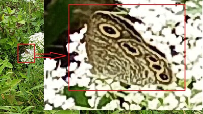 人参の花に止まるヒメウラナミジャノメの拡大