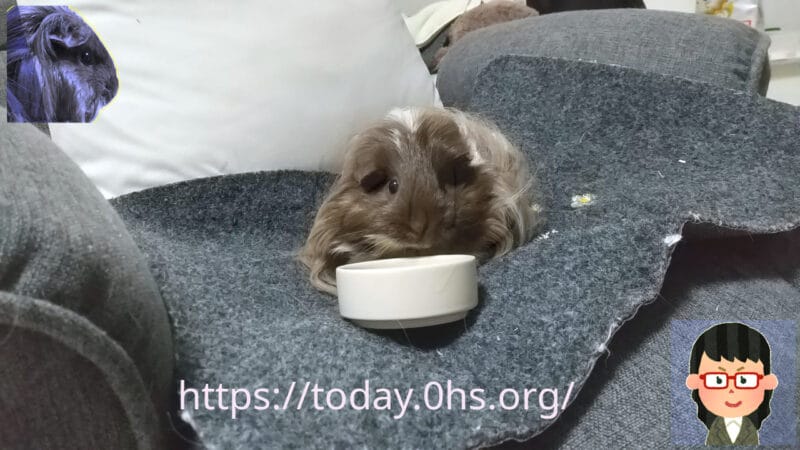 同居モルモットごはん中