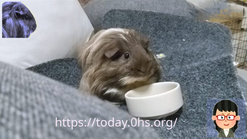 我が家の同居モルモットの横顔（お食事中）