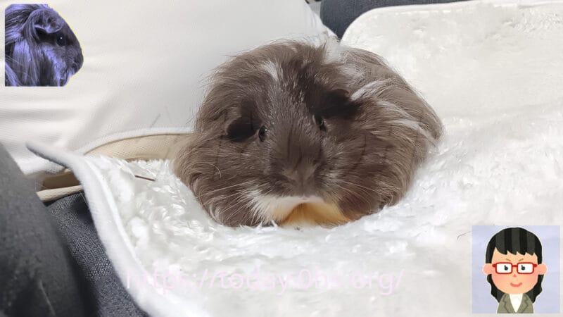 我が家の同居モルモットの正面を向いた顔