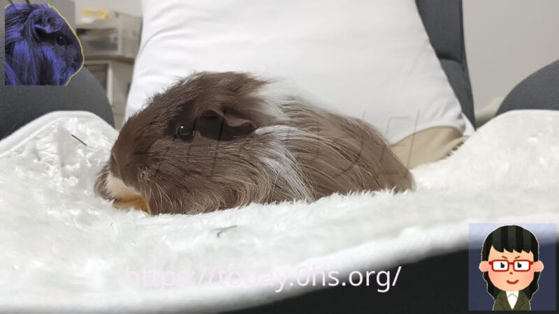 我が家の同居モルモットの横顔