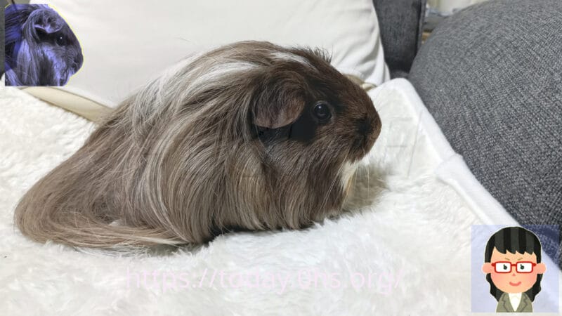 我が家の同居モルモットの横顔