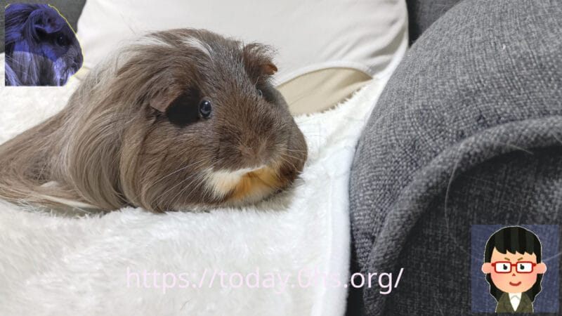 やや横向きの我が家の同居モルモット