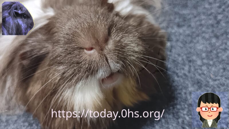 モルモットの唇は「たらこ」