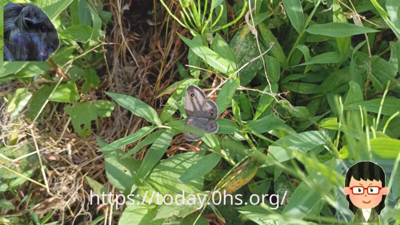 ヒメウラナミジャノメ