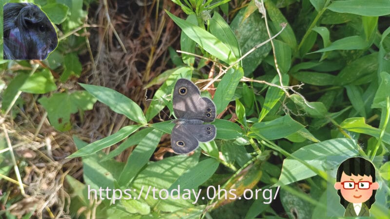 ヒメウラナミジャノメ