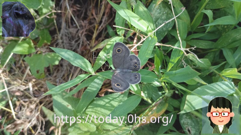 ヒメウラナミジャノメ