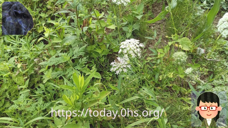人参の花に止まるヒメウラナミジャノメ