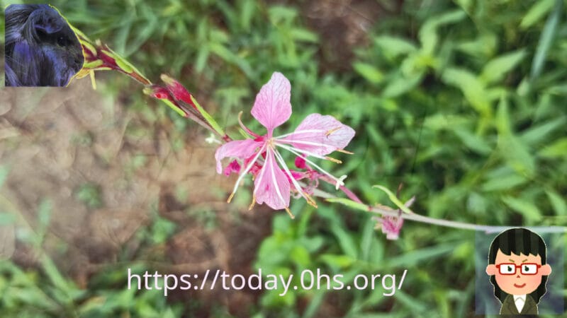 暑さ寒さに強く長く花が咲くガウラ