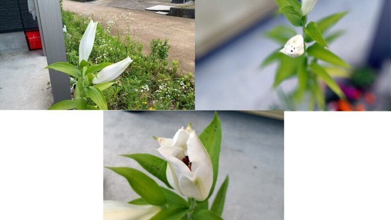 朝につぼみが開き始めましたーカサブランカ（ユリ）