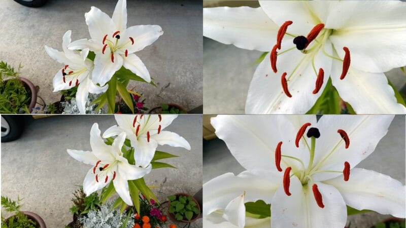 ヤマユリ×鹿子百合とタモトユリが掛け合わされてできたオリエンタルハイブリット系のユリの代表選手-カサブランカ（ユリ）