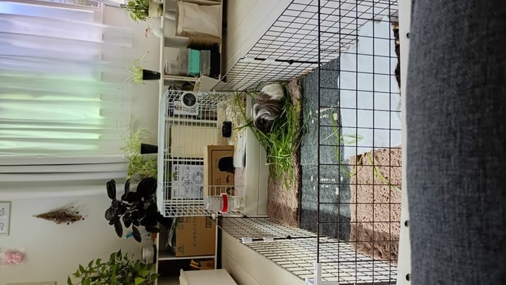 同居モルモットの手作りサークル