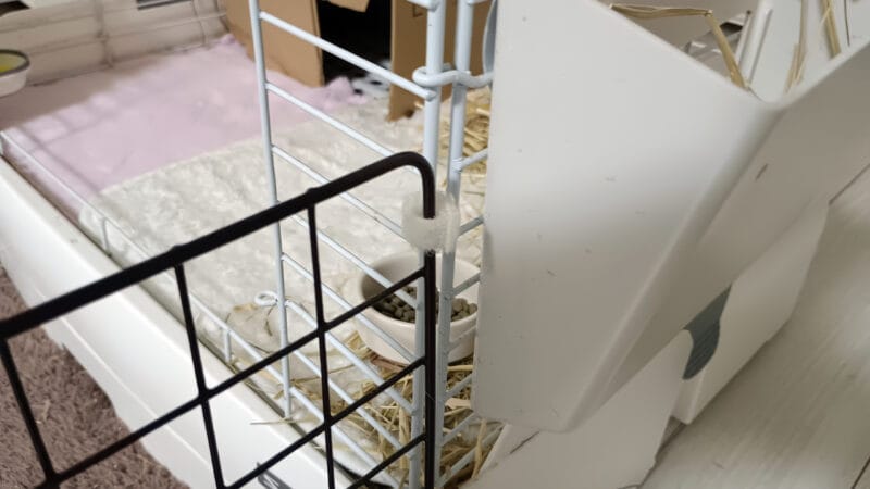 ケージとサークルをまじっテープでつないだ状態-同居モルモットの手作りサークル