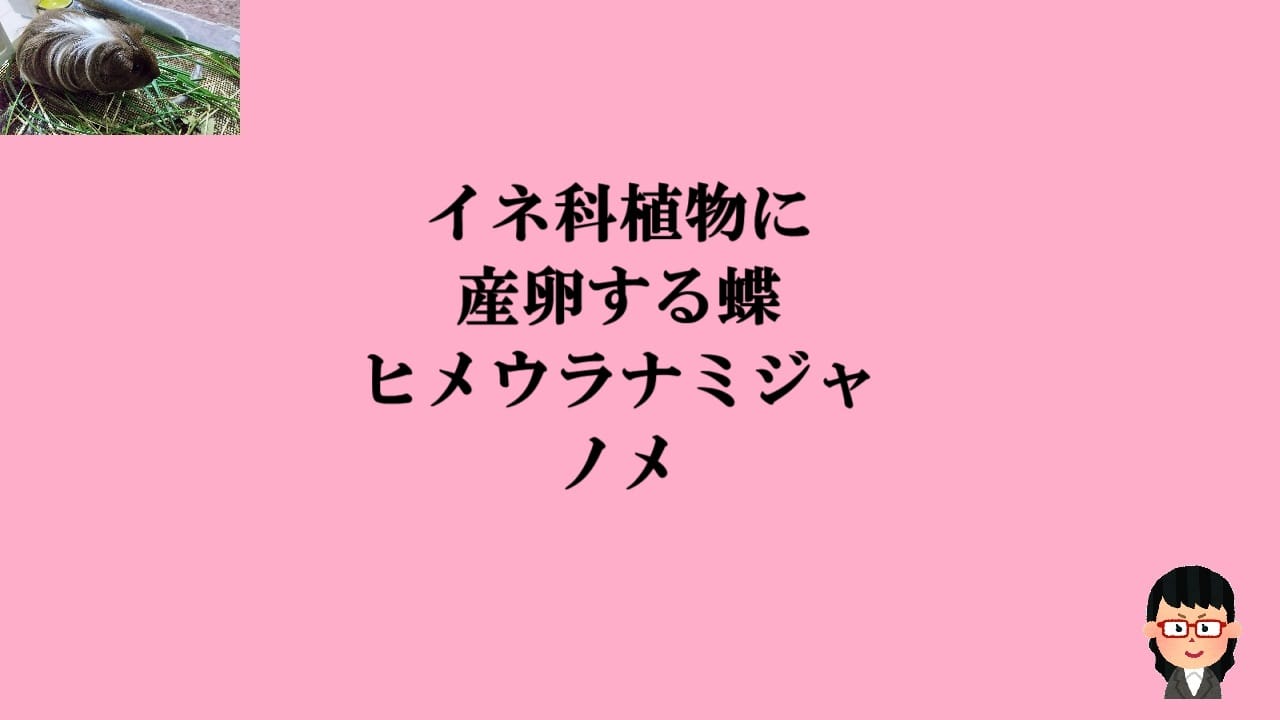 イネ科植物に産卵する蝶-ヒメウラナミジャノメ