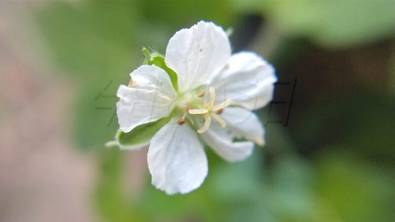 ゲンノショウコ？それとも別の花？