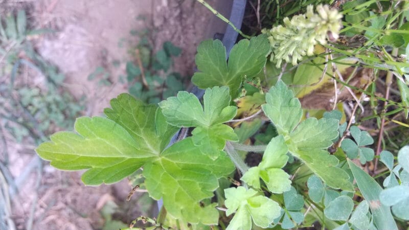 ゲンノショウコ？それとも別の植物？-葉