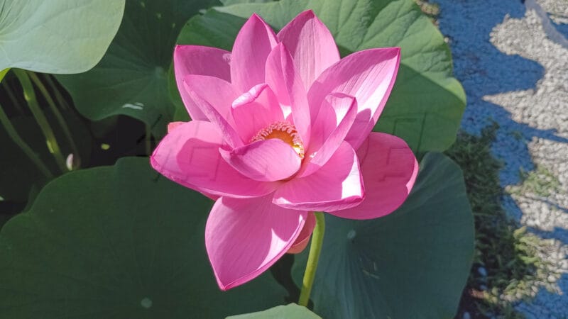 二ツ屋の二千年蓮