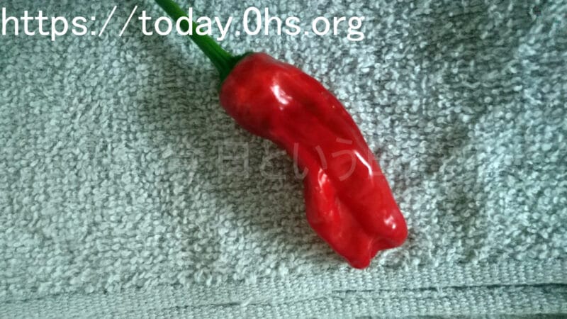 熟しすぎたししとうは赤くなる-食べられる庭（ポタジェ）を目指すお庭事情