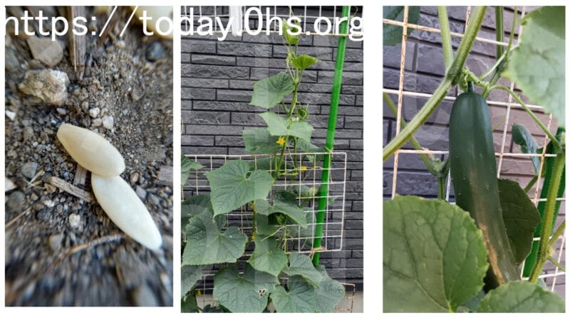 種を植えて、100円均一の支柱にネットを組み合わせてきゅうりを育てています-食べられる庭（ポタジェ）を目指すお庭事情