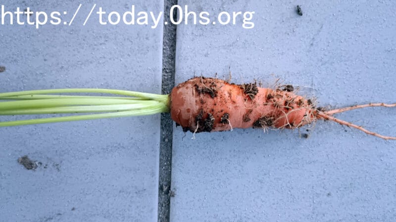 庭でとれた人参食べられる庭（ポタジェ）を目指すお庭事情