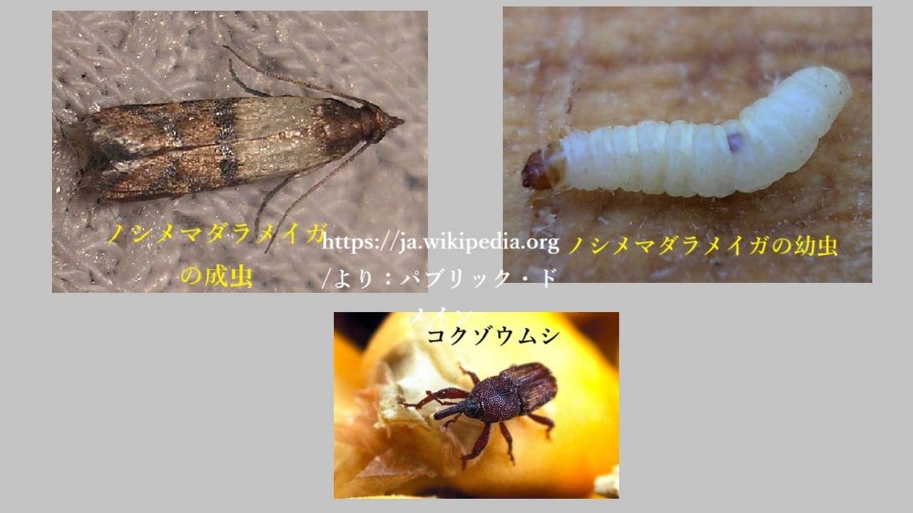 米の害虫：ノシメマダラメイガ・コクゾウムシ：https://ja.wikipedia.org/より：パブリック・ドメイン