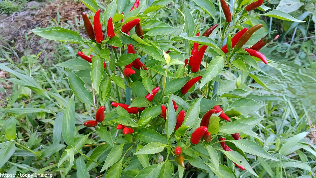 唐辛子（鷹の爪）