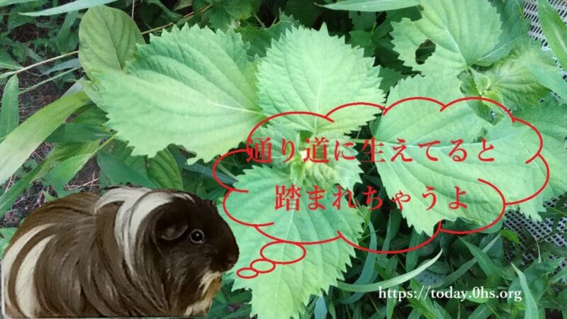 通り道に生えていると踏まれちゃうよ