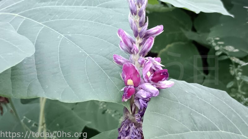 秋の七草といわれる葛の花と葉