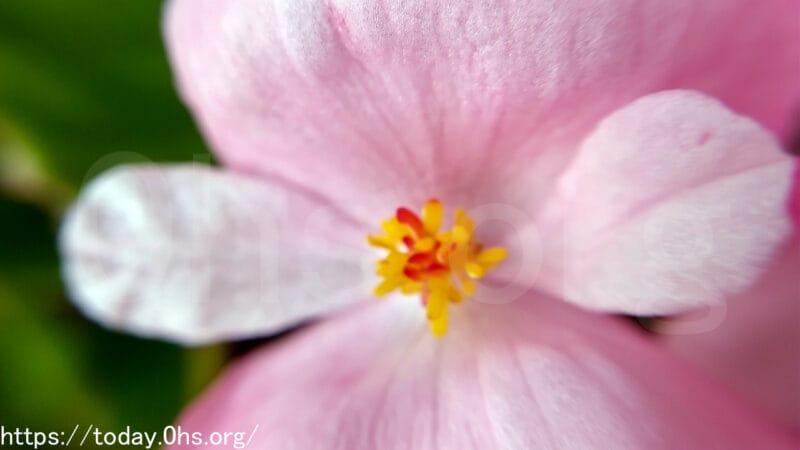 四季咲きベゴニアの花のアップ