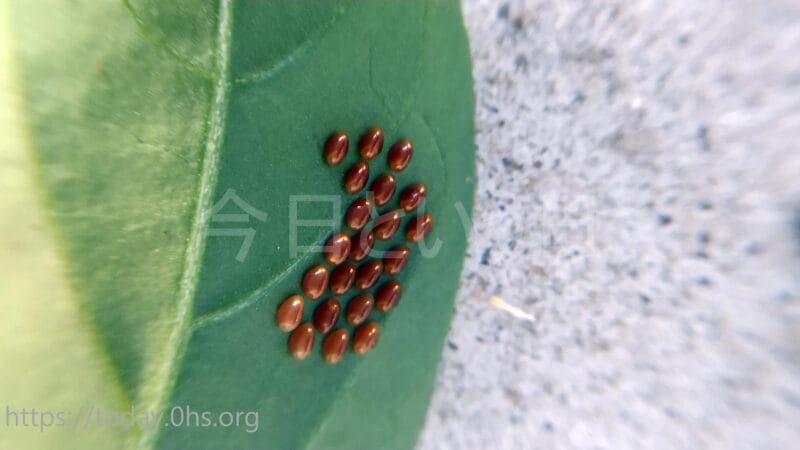 ホオズキカメムシの卵