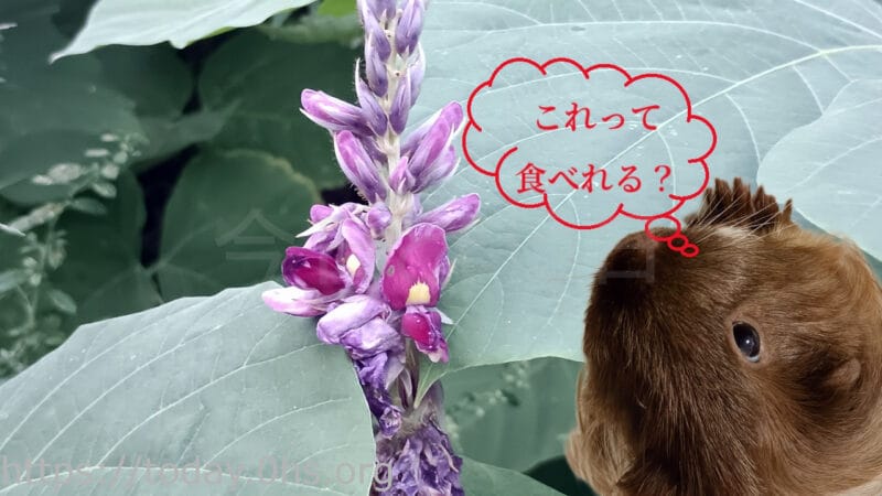 葛の花と同居モルモット