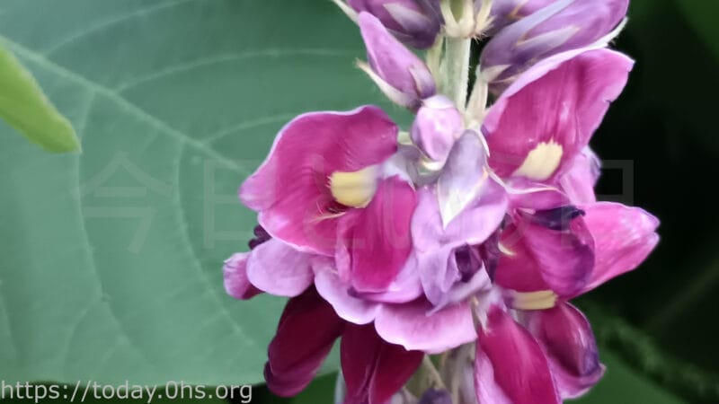 マメ科の葛の花