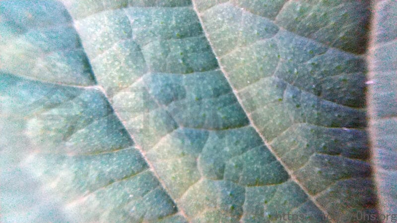 青じその葉を拡大