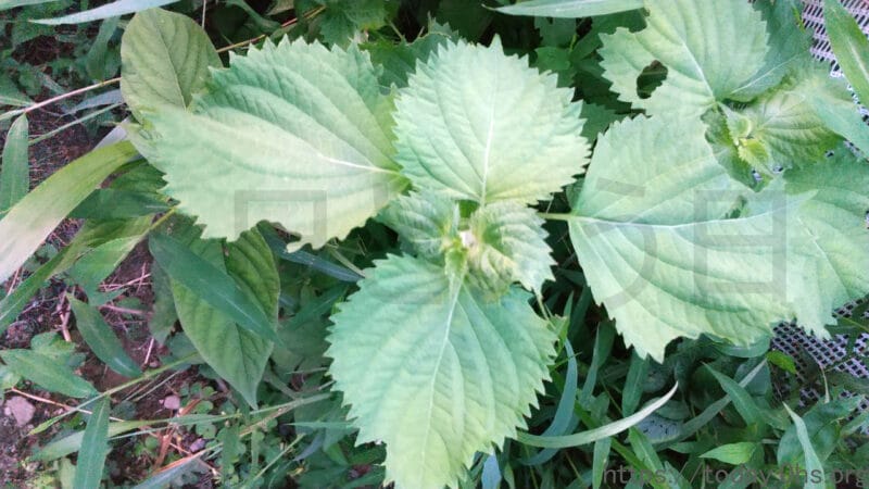 青じそ（大葉）