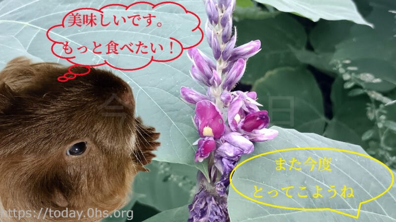 秋の七草【葛】は草食動物たちの大好物。同居モルモットちょこちゃんも大好き。「おいしいです。もっと食べたい。」